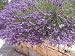 Lavender Vera Fragrant Seeds 100 Fresh Perennial Herb Seed