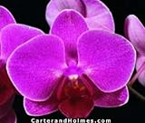 Phal. Mistral