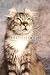 Wallmonkeys Peel and Stick Wall Decals - Chat Regard American Curl - Removable Graphic