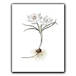genus Crocus 92 - Gift Enclosure Cards (set of 12)