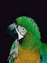 Green and Gold Macaw, Galveston Botanical Garden, Moody Gardens, Texas, USA Photographic Poster Print by Dee Ann Pederson, 18x24