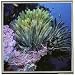 Crinoids and Corals--Matt Bailey Oceania Jigsaw