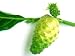 Morinda Citrifolia - 24