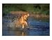 Yellow Labrador Retriever Running Through Water, Dogs & Puppies Photographic Poster Print by Gary Hubbell, 24x18