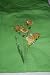 Embroidered Mint Green T with Yellowish Flowers Adult-M