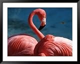Pink Flamingos Framed Art Poster Print by Michele Burgess, 49x39
