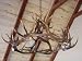 12 Lite TeePee Elk Chandelier
