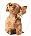Sticker Autocollant Abattant WC Chien 35x42cm réf 070