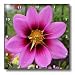 Pink Cosmos Flower - 10x10 Wall Clock