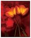 Tulip Fiesta in Red and Yellow I Art Print Poster by Richard Sutton