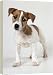DOG - Jack Russell puppy with ears raised - 20 Inch Canvas Print (51 cm) by Ardea