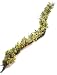 GKI Bethlehem Lighting 50 Clear/White Frost Mini Light Yellow and Cream Berry and Rattan 6-Foot Garland