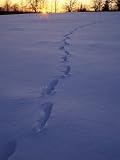 Sunrise over Snowfield with Deer Tracks in Winter, Northern Forest, Maine, USA Photographic Poster Print by Jerry & Marcy Monkman, 36x48
