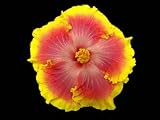 Cajun Color Hibiscus Bon Temp