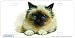   - Birman Cat Art Print - License Plate Tag By Robert J. May From Airstrike