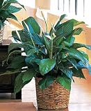Peace Lily Plant, Premium