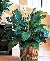Peace Lily Plant, Deluxe