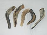 5 x Rams HORN SHOFAR 12-14 From Israel New Jewish