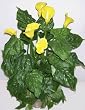 26" Artificial Calla Lily Arrangement