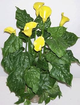 26" Artificial Calla Lily Arrangement
