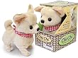 Chi-Chi Chihuahua