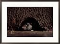 A rat peers out from the sanctuary wall Subject Framed Art Poster Print by James L. Stanfield, 29x21