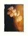 Amaryllis In Chocolate I by Deborah K. Ellis. ART PRINT ON CANVAS with 1 1/2 inch deep bars. 11.34 inches width by 15.48 inches height. Highest Quality Art Poster Print