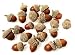 Real Dried Natural Acorns - Package of 75