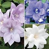 Balloon Flower Seeds - Balloon Flower Astra Double Mix