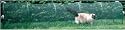 Kittywalk Outdoor Net Cat Enclosure for Lawns