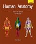 Human Anatomy Update (3rd Edition)
