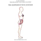 The Reproductive System (Organs of the Human Anatomy) (Organs Systems of the Anatomy) by  Thomas Braem