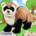Black Footed Ferret