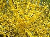 Review Longacres  / Forsythia intermedia Weekend 4L