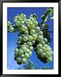 Chardonnay Grapes Hanging on Vine Framed Art Poster Print by Fogstock Llc, 39x49