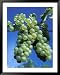 Chardonnay Grapes Hanging on Vine Framed Art Poster Print by Fogstock Llc, 39x49