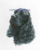 Cocker Spaniel - Portrait by Cindy Farmer, Black