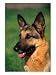 German Shepherd Animals Photographic Poster Print by Francie Manning, 18x24
