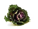 Cabbage, Single w/Stalk . Try It In Areas Where Deer Roam!