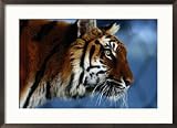 Close View of a Young Indian Tiger Framed Photographic Poster Print by Michael Nichols, 29x21