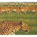 Zoo [CCCD]