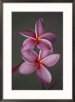 A close view of a pair of frangipani flowers Photography Framed Art Poster Print by Jodi Cobb, 21x29