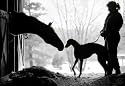 Horse and Greyhound, Art Poster by Bill Greene