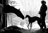 Horse and Greyhound, Art Poster by Bill Greene