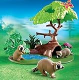 Raccoons