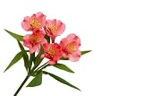 Alstroemeria, Pink, Wholesale Box of 120 Flowers