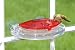 Jewel Box Window Hummingbird Feeder