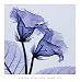 �ݥ����� ���ƥ������� �ޥ��䡼�� Gloxinia