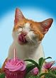 BIRTHDAY W/ CAT LICKING CUPCAK