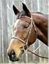 HDR Advantage Raised Snaffle Bridle O/S (5014)